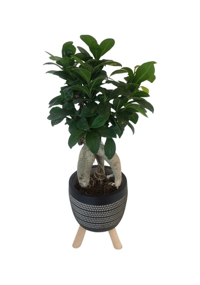 Ficus Ginseng Bonsai Siyah Damla Saksıda