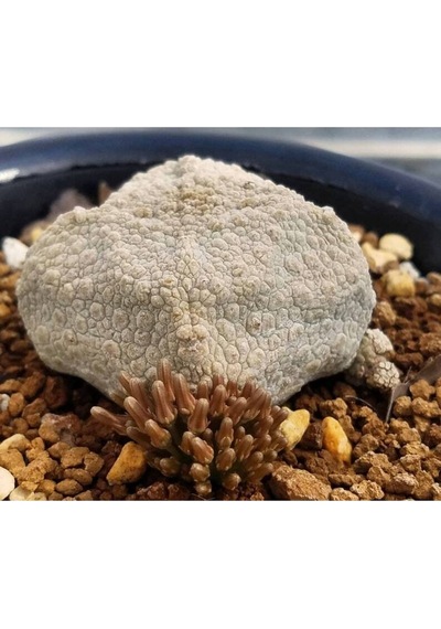 10 Adet Pseudolithos Cubiformis Succulent Tohumu