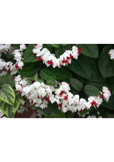 Serada Decor Plant Beyaz Kızılay Çiçeği Fidanı 40 Cm