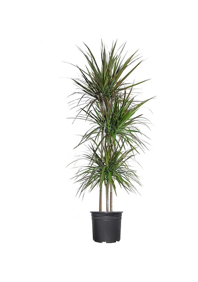 Madagaskar Dragon Ağacı – Dracaena Marginata 3 Gövdeli Yeşil