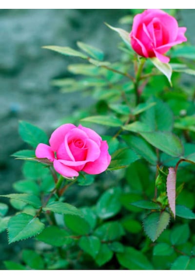 Pembe Renk Gül Fidanı 20-25 Cm Saksıda Yediveren Kokulu Aşılı Gül Pink Rose