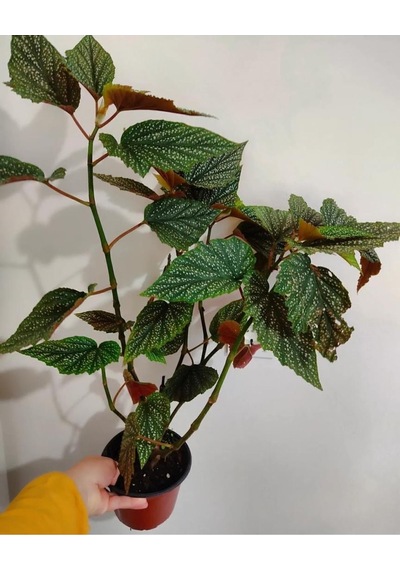 Çilli Begonya Cicegi - Buyuk Boy 50 -65 Cm