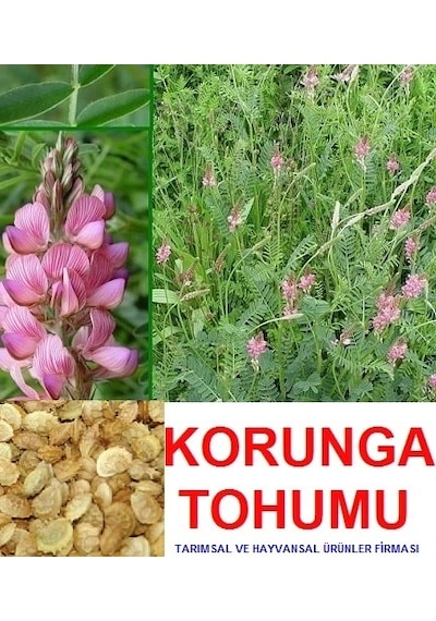 Kemirgen Yemi Korunga Tohumu 20000 Adet N11553