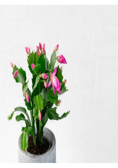 Çok Avantajlı Schlumbergera 'pink' - Kaktüs Pembe Yılbaşı Çiçeği Yıllık Bitki Iç Mekan Bitkisi
