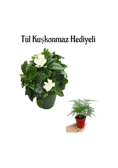 Hediyelik Mis Kokulu Gardenya Çiçeği Anneler Gününe Özel Tül Kuşkonmaz Hediyeli