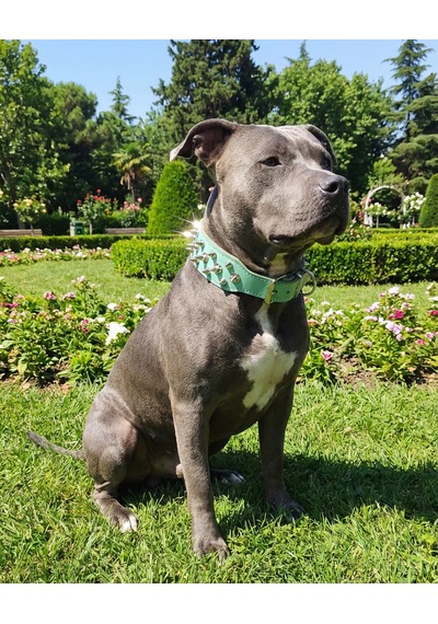 Deri Köpek Koruma Tasması Yeşil