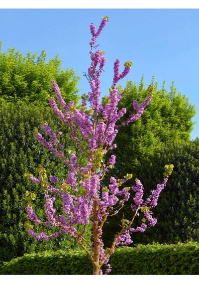 Yoğun Kokulu 1 Adet Leylak Ağacı Fidanı Saksılı 70-125cm LeTree Sapling
