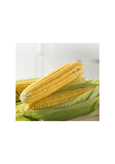 Tatlı Mısır Tohumu - 10 Gram