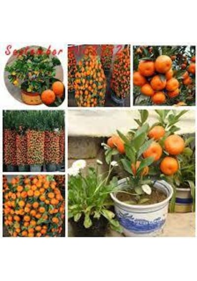 20 Adet Tohum Nadir Bodur Bonsai Mandalina Bonzai Ağacı Tohum Süpriz Hediye Bonsai Ağacı Tohum