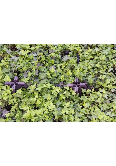 Küçük Yapraklı Hedera Sarmaşık 10 Adet N11.21341