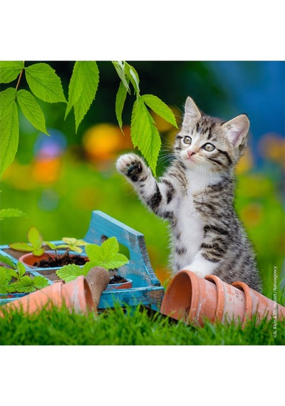 Ravensburger Puzzle 3x49 Parça Tiger Babies 80465