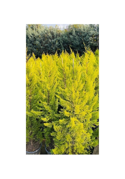 1.50 Cm Limon Servi Çam Fidanı
