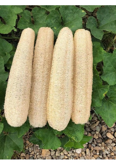 Ham Kabak Lifi 50-70 Cm Doğal Peeling Süngeri