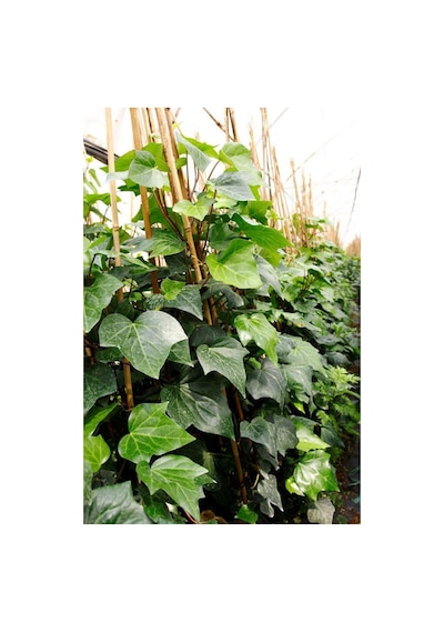 Hedera Orman Sarmaşığı 1.5 Metre