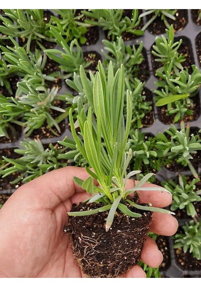 Kokulu Lavanta Fidesi Mini Boy 1 Adet Potta 5-15cm