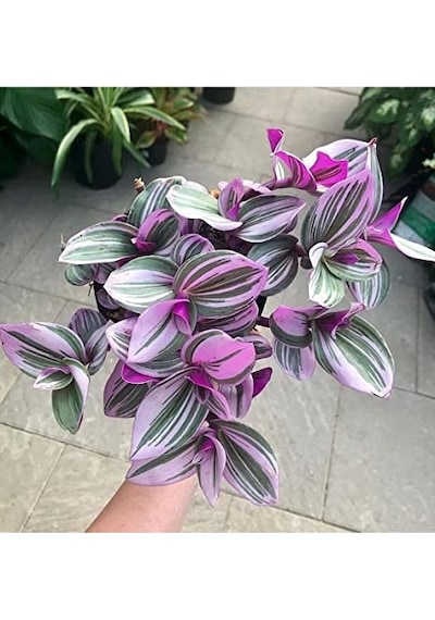 Pilea & Pembe Telgraf(Nanouk) & Delkli Deva Tabanı(Monstera Adons