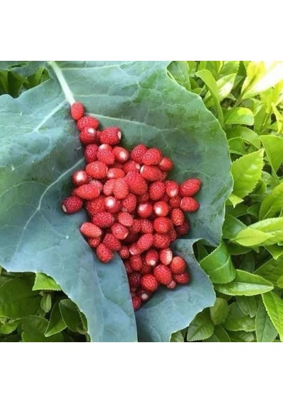 Bizim Yöresel Dağ Çileği Reçeli 390 G