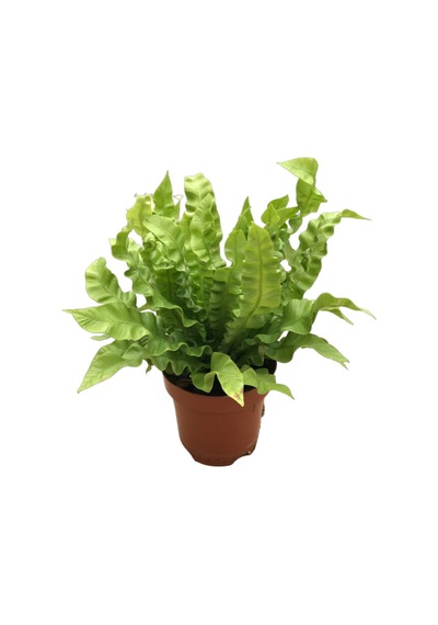 Asplenium Nidus 'Crispy Wave' Ø12 CM Y25-30 CM
