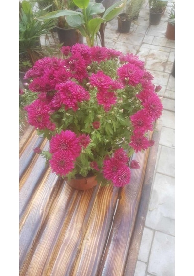 Kasımpatı Krizantem, Chrysanthemum Çiçeği Pembe 10-20 Cm
