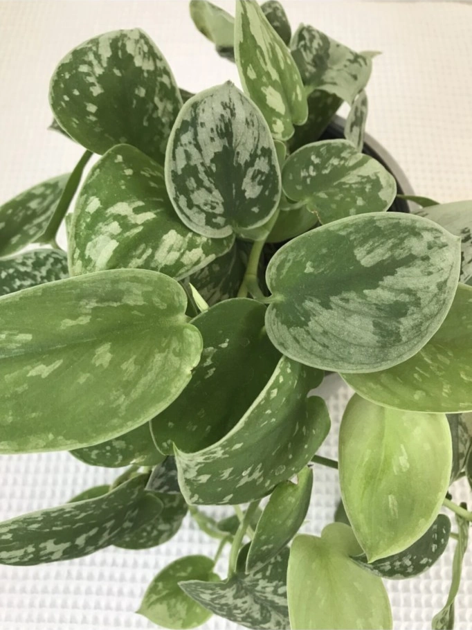 Scindapsus Pictus / Saten Potos Sarmaşığı 10-20 Cm