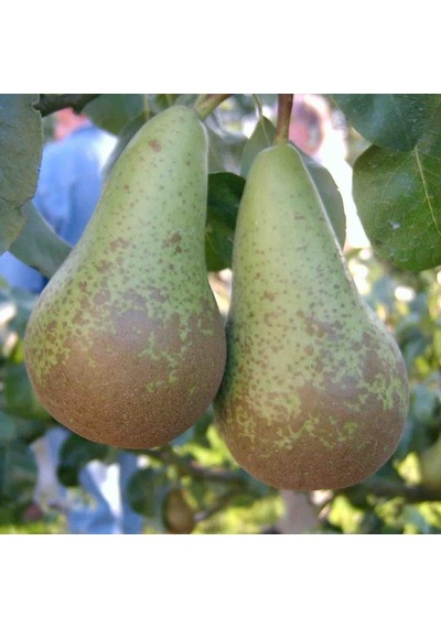Tüplü Aşılı Özel Aromalı Geçci Abete Fetel Armut Fidanı