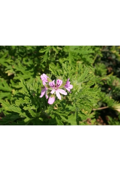 Itır Bitkisi Saksıda 2 Adet Pelargonium Graveolens