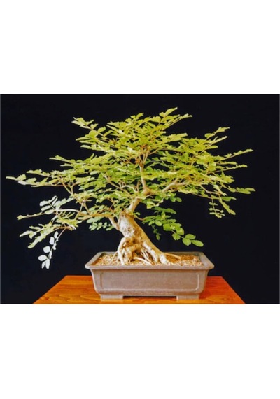 Bodur Dişbudak Bonzai Ağacı Tohumu 5 Adet Bonsai Ağacı Tohumu