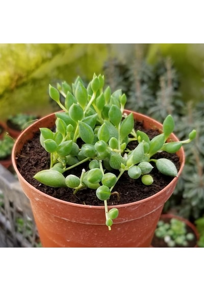 Söbe-boncuk Çiçeği Sukulent.senekio klenia Rowleyanus 8 Cm