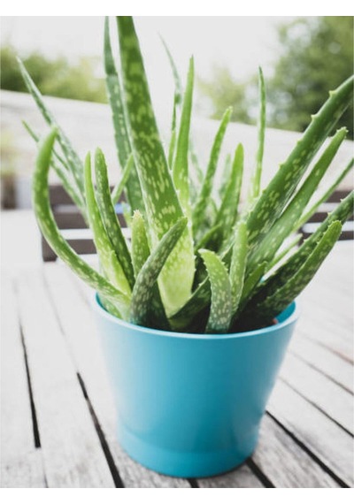 Videolu Aloe Vera 30 50 Cm 1 Adet Saksılı/ Tüplü Iç/ Dış Mekan Bitkisi Aloe Ferox Mill Alovera