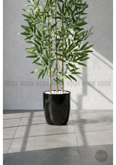 110 Cm Bambu Ağacı Siyah Yakut Saksıda