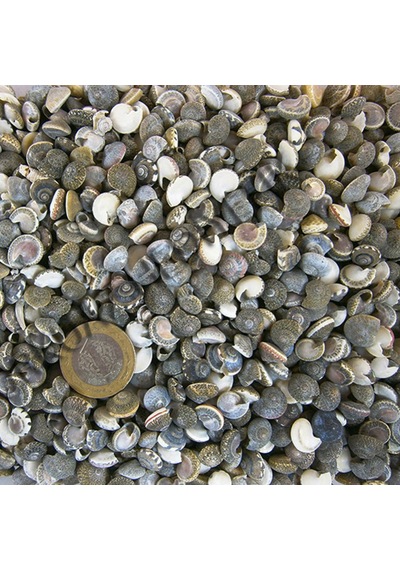 Umbinium Kiloluk Deniz Kabuğu 1 Kg