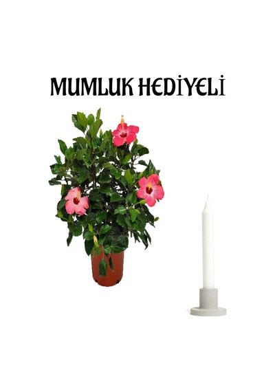 Kadınlar Gününe Özel Pembe Renk Japon Gülü Hibiscus Rosa Mumluk Hediyeli