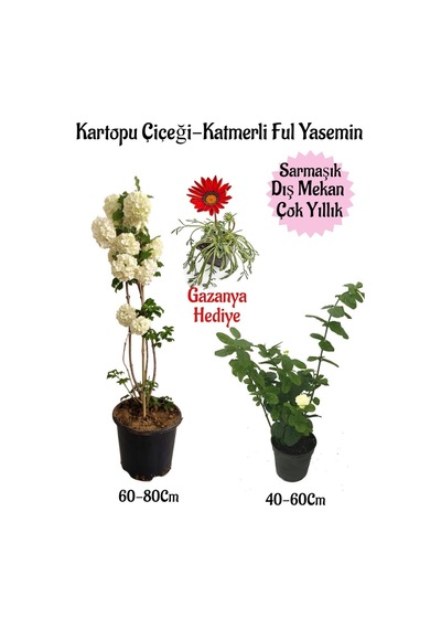 Kartopu Çiçeği 1 Adet+katmer Ful Yasemin1 Adet+kırmızı Gazanya Saksılı Bahçe Seti