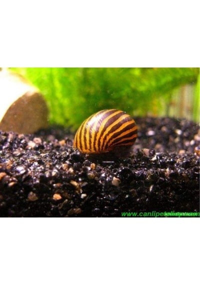 Nerite Salyangoz Zebra 1 Adet iri Boy