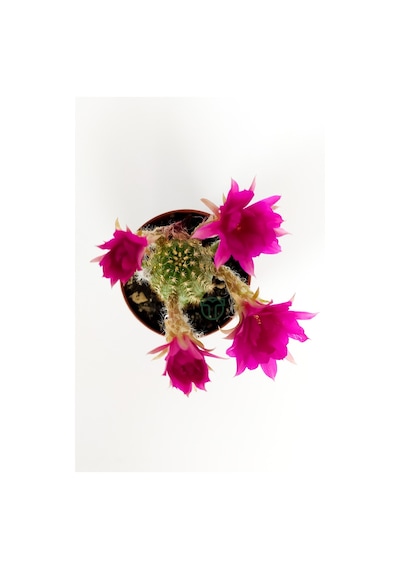 Yılan Kaktüs Fuşya Çiçekli Pilosocereus Silvestrii Hibrit Nadir