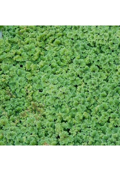 Yetişkin Kediler İçin, Tahılsız, Hipoalerjenik, Sığır Etli Ezme, 400 G 100 G