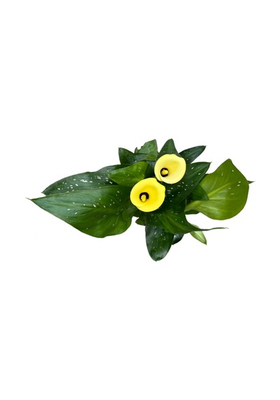 Calla Lilly 'yellow' Gala Çiçeği