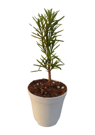 Mini Itır Bitkisi Mis Kokulu 5-10 Cm 1 Adet Saksılı