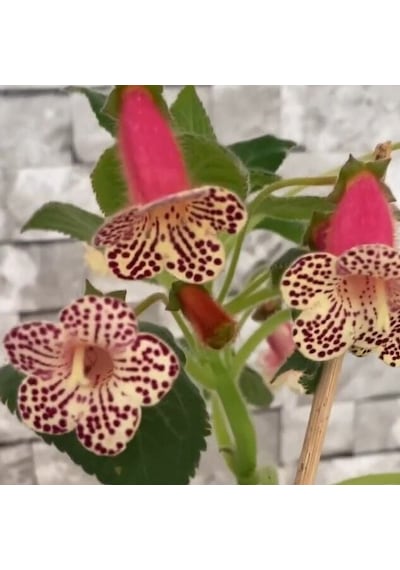 Rf's 3 Kohleria Çiçeği Fidesi Kohleria Japon Küpelisi Çiçeği Fidesi Mini Potta