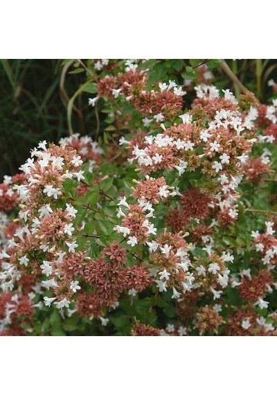 Tüplü Abelya abelia Fidanı
