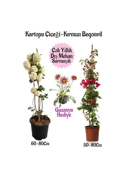 Kartopu Çiçeği 1 Adet +kırmızı Begonvil 1 Adet+ Pembe Gazanya Saksılı Bahçe Seti