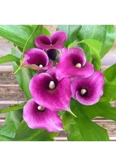 5 Adet Tohum Nadir Mor Calla Çiçeği Tohumu Tohum