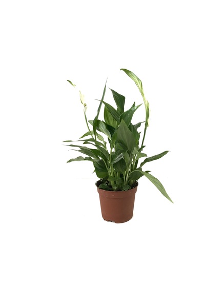 Spathiphyllum Wallisii (Barış Çiçeği) Ø8,5 CM Y25-30 CM