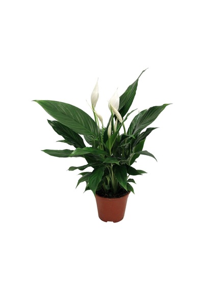 Videolu 1 Adet Beyaz Barış Çiçeği 50-70 Cm Saksılı Iç Mekan Bitkileri Spathiphyllum