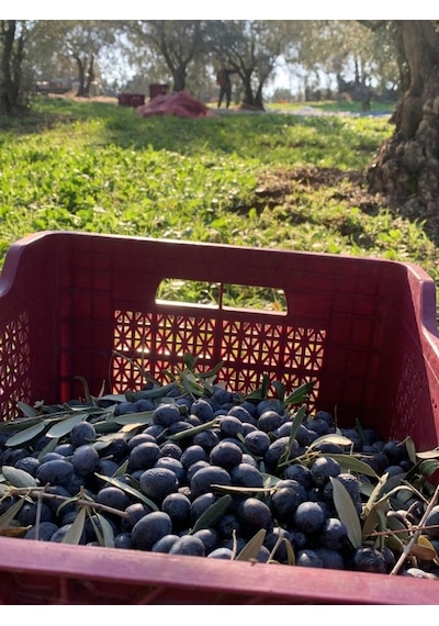 Bahçe Piladar Olgun Hasat Natürel Sızma Zeytinyağı 5 Lt Teneke 2024-2025 Hasat