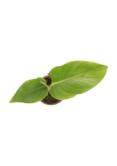 Strelitzia Nicolai- Starliçe Beyaz Cennet Kuşu Çiçeği - Turna Gagası - Mini Boy Iç Mekan Ofis Salon