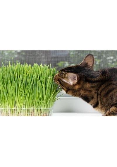 İthal Kedi Çimi Tohumu Ekim Seti 30 GRam Tohum +Saksı+Toprak
