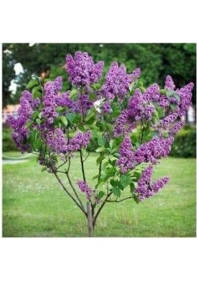 Dural Çiçekçilik Leylak Fidanı Syringa Chinensis 40-50 Cm Büyük Ağaç