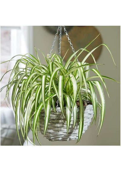 Kurdele Çiçeği  (Chlorophytum comosum) - Askılı Saksıda