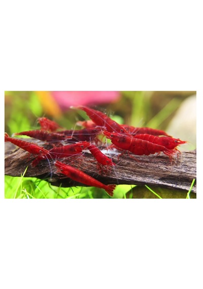 Bloodymary Karides 5 Adet 1-1,5cm Red